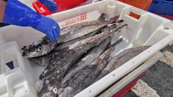 渔民们表示给在爱尔兰水域捕获的鱼称重的新规定不切实际不合理