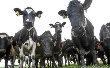 嘉吉将开始销售用于奶牛的吸收甲烷的可穿戴设备
