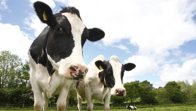 爱尔兰农业将在不减少产量或畜群数量的情况下减少排放