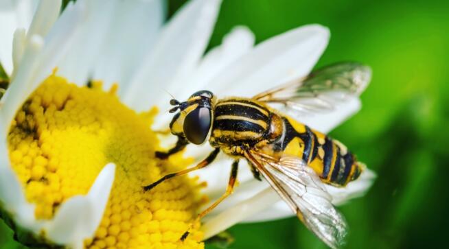 Rentokil发现黄蜂出没数量增加了83%