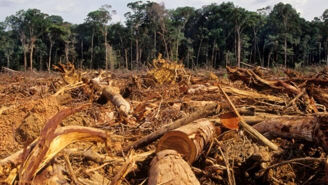 世界领导人承诺在十年结束前停止森林砍伐