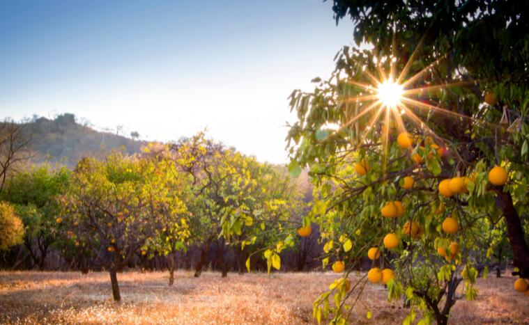 Alico是一家橙子种植商 股息收益率为5.3%